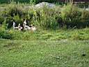 DSC00761.JPG